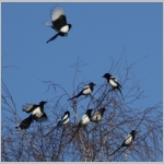 Pica pica - Elster 09.jpg